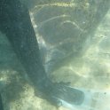 Manatees2010 (3)